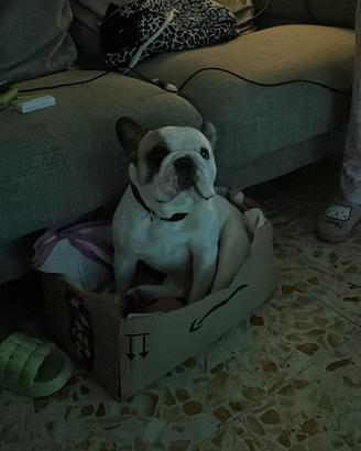 Bulldog Francese ENCI per monte