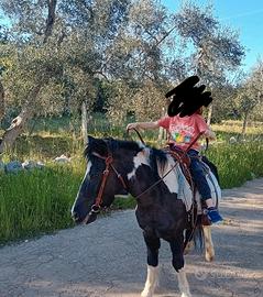 Pony