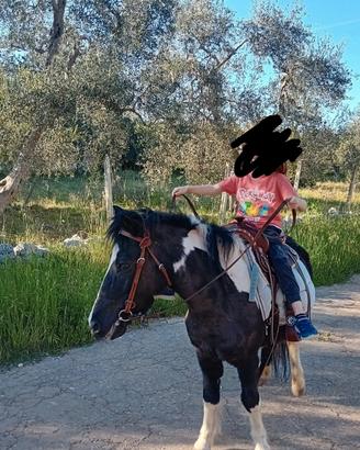 Pony