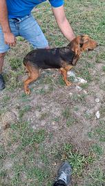Cane da caccia