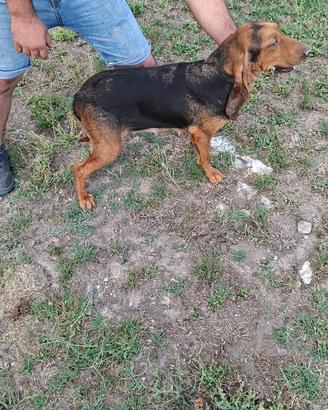 Cane da caccia