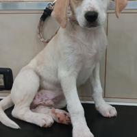 Cucciolo salvato da morte certa