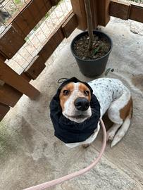 Femmina di bassethound per monta