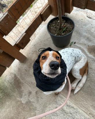 Femmina di bassethound per monta