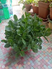 Pianta grassa Sedum, vaso rotondo diametro cm 25
