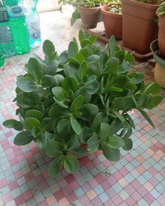 Pianta grassa Sedum, vaso rotondo diametro cm 25