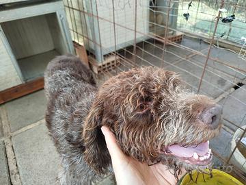 Tartufo