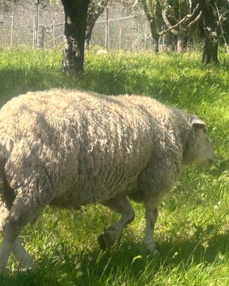 Montone