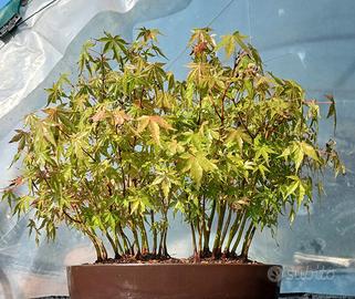 bonsai 