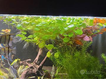 Hydrocotyle Leucocephala- pianta per acquario