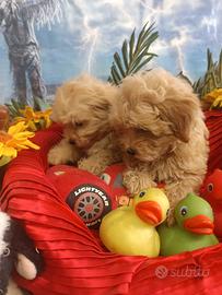 Meravigliosi Cuccioli Malti-Poo Piccola Taglia