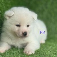 Akita inu con pedigree enci