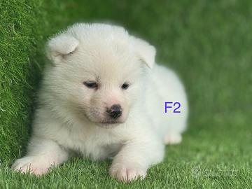 Akita inu con pedigree enci