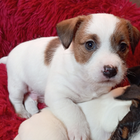 Jack Russell terrier Cucciolo