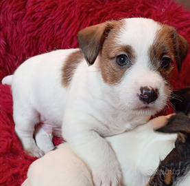 Jack Russell terrier Cucciolo