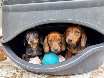 Cuccioli BASSOTTO NANO