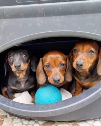 Cuccioli BASSOTTO NANO