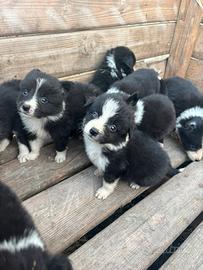Cuccioli di Border collie
