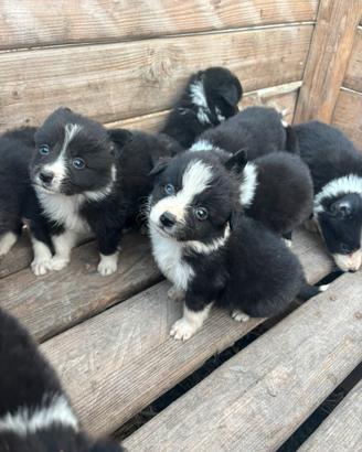 Cuccioli di Border collie