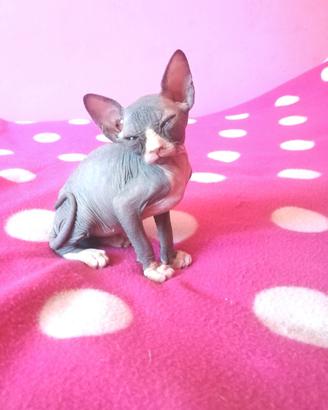 Cuccioli di Canadian Sphynx