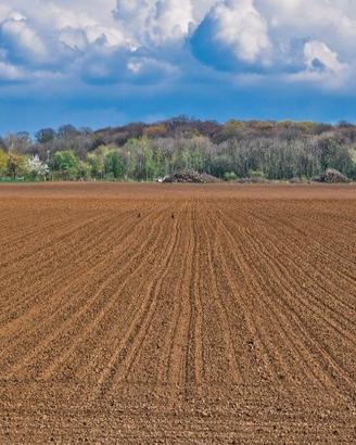terreno agricolo 