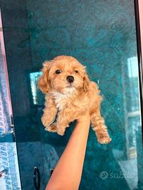 Maltipoo toy