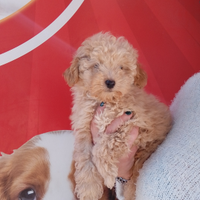 Barboncino Toy Fulvo Maschio