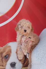 Barboncino Toy Fulvo Maschio