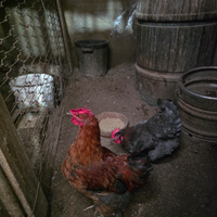 Galli galline pulcini