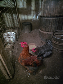 Galli galline pulcini