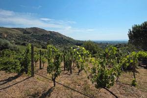 Terreno agricolo vigneto e uliveto a Calatabiano