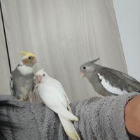 Pappagallo allevato a mano calopsitte