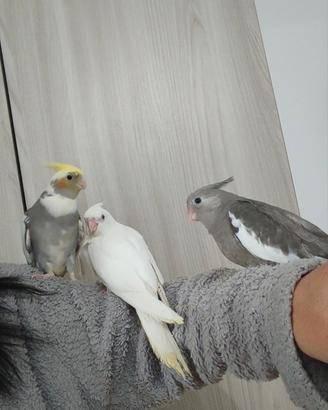 Pappagallo allevato a mano calopsitte