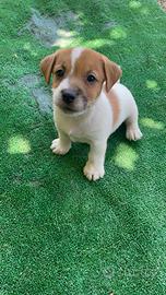 Jack Russell Cuccioli