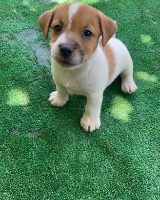 Jack Russell Cuccioli