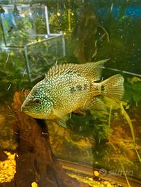 Ciclidi pesci acquario
