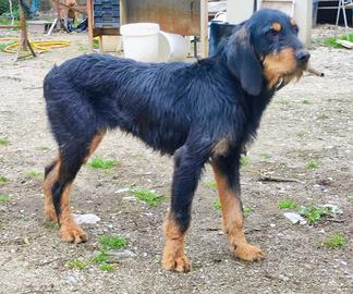 Segugio Nivernese