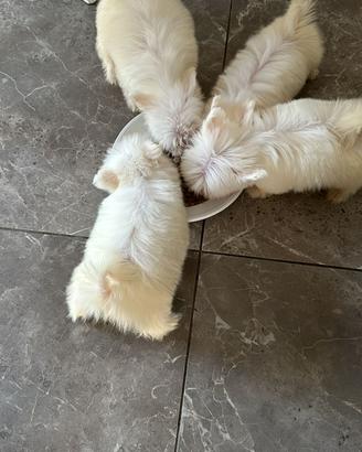 Cuccioli Maltese