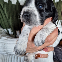 Cuccioli Cocker Spaniel Teneramente Selezionati