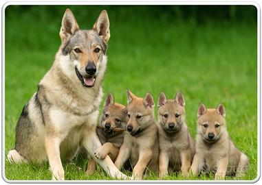 Cuccioli lupo cecoslovacco