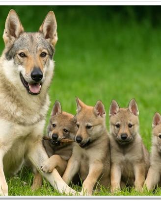 Cuccioli lupo cecoslovacco