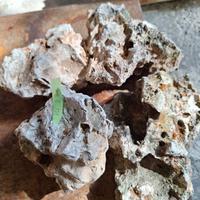 pietre travertino  pet giardino roccioso 