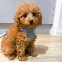 Barboncino femmina 4mesi