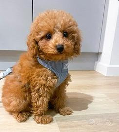 Barboncino femmina 4mesi