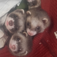 4 cuccioli furetti maschi di 2 mesi