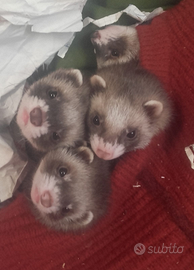 4 cuccioli furetti maschi di 2 mesi