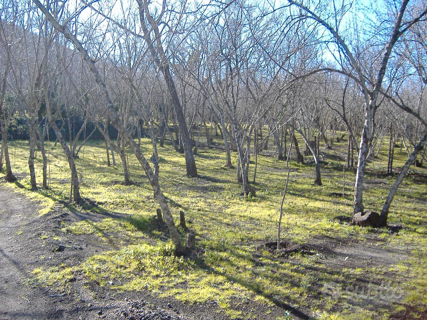 Terreno agricolo produttivo 1900 mq - Vista 5