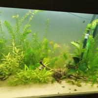 Piante acquatiche acquario egeria densa polysperma