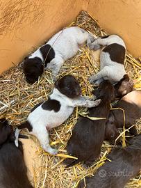 Cuccioli bracco tedesco