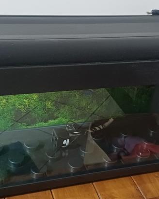 acquario 60 litri